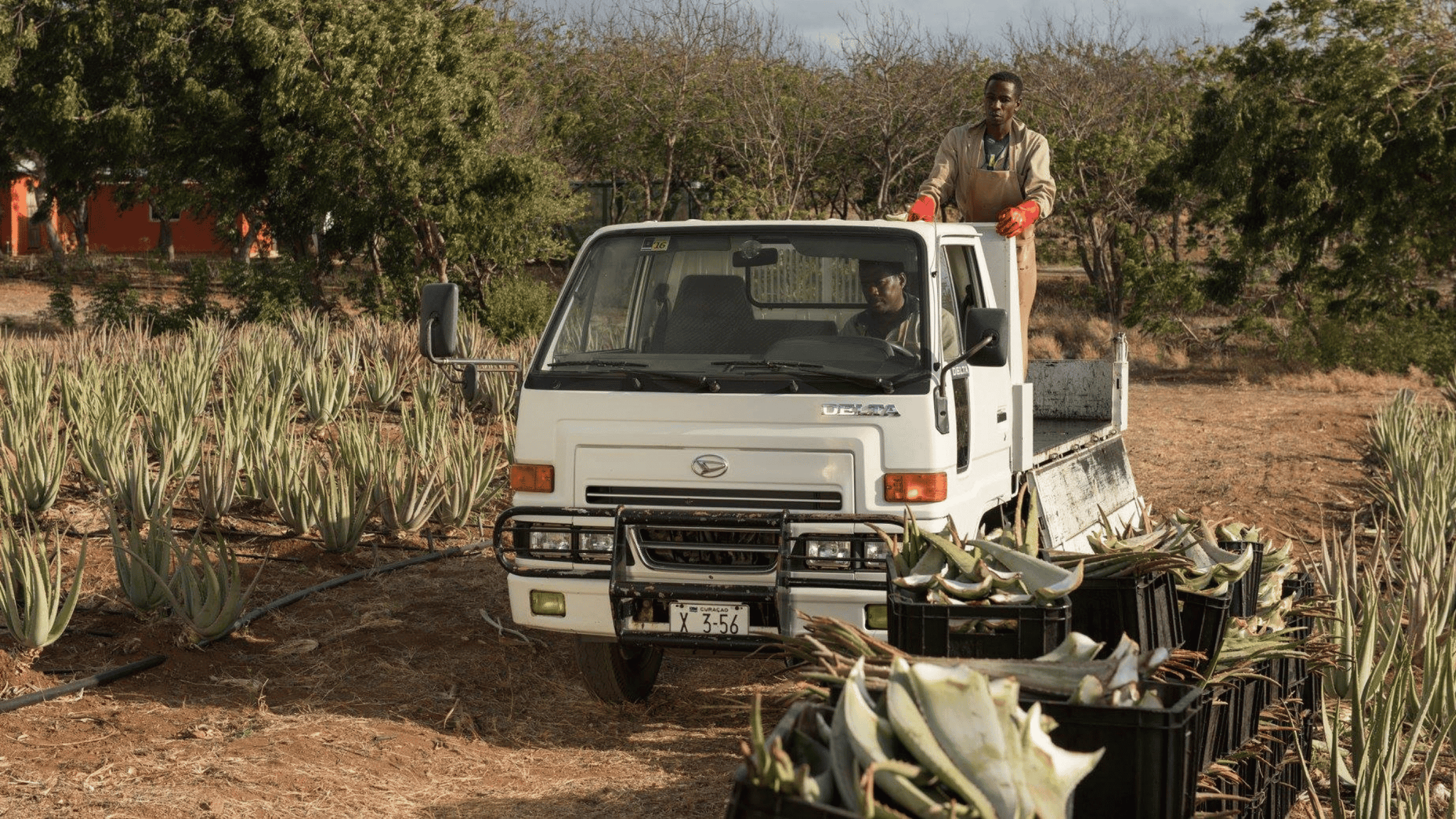 A Step-by-Step Guide to Cultivating Aloe Vera | Curaloe Farm Curaao
