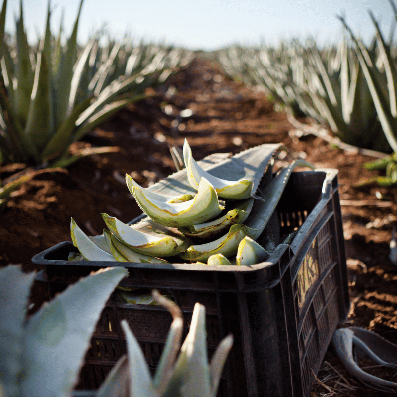 Curaloe Aloe Vera Farm & Factory Tour
