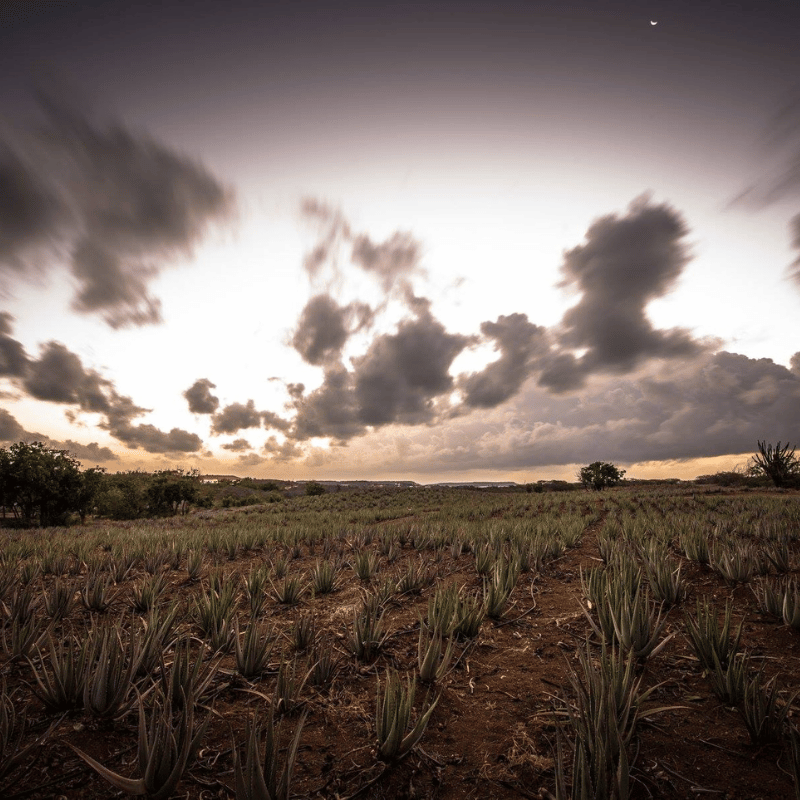 Curaloe Aloe Vera Farm & Factory Tour