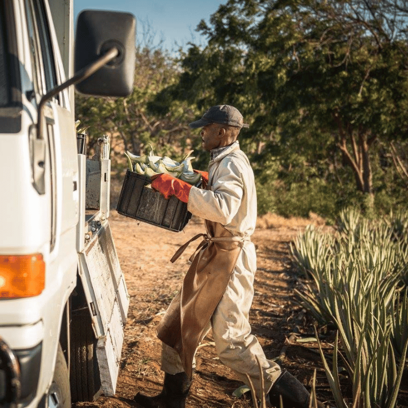 Curaloe Aloe Vera Farm & Factory Tour