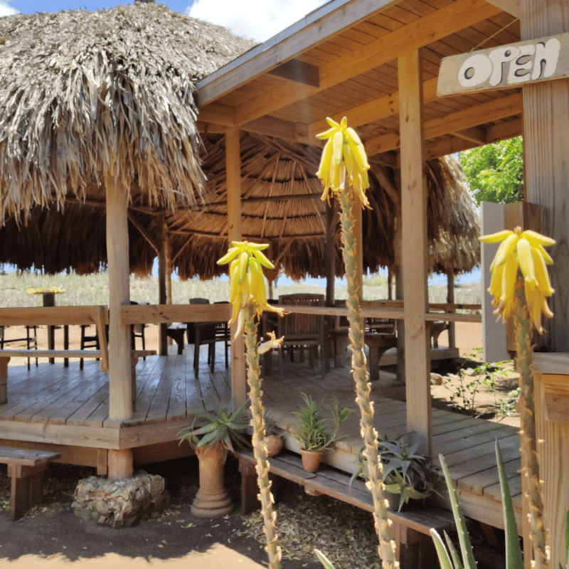Curaloe Aloe Vera Farm & Factory Tour
