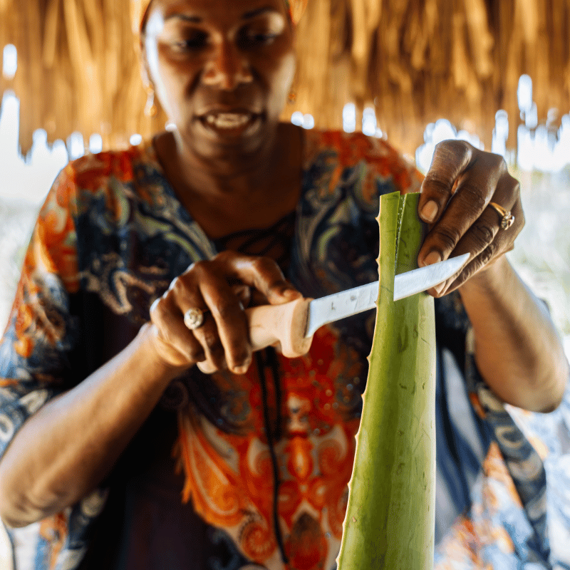 Curaloe Aloe Vera Farm & Factory Tour