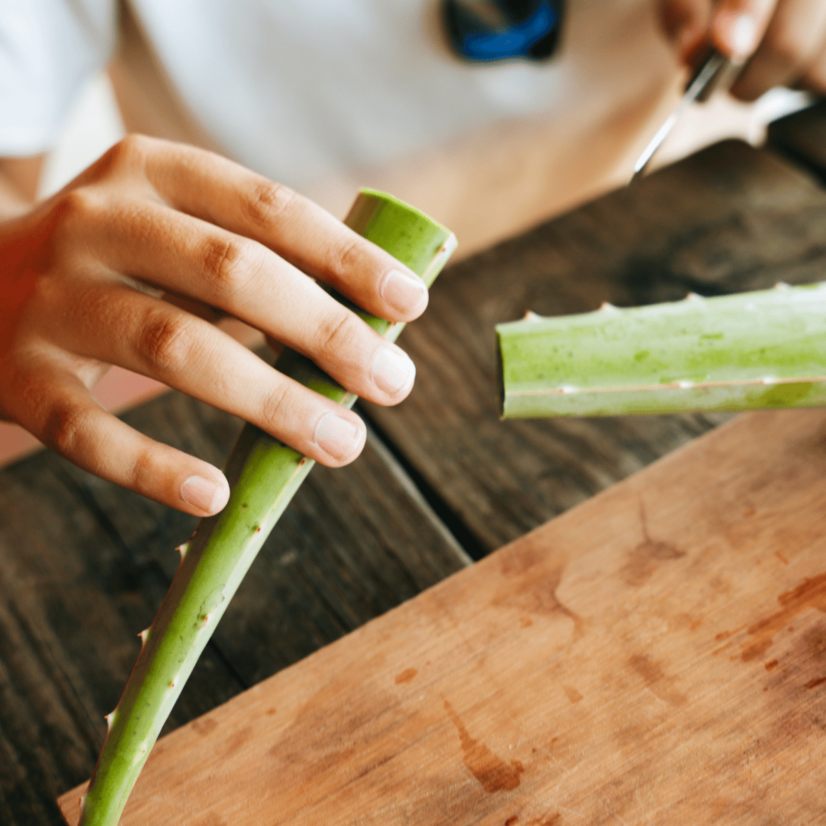 Interactive Aloe Vera workshop with hands-on learning experience
