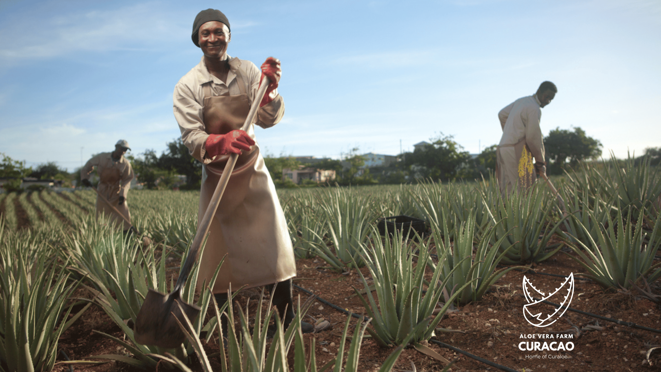 Discover Curaloe Aloe Vera Skincare at the Aloe Vera Farm in Curaçao