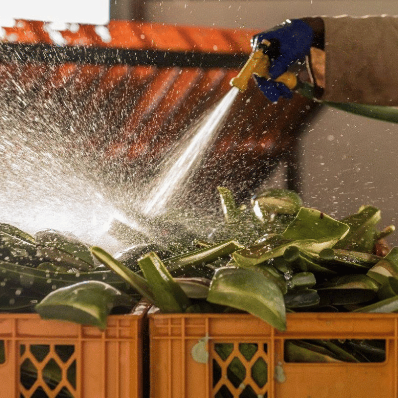 Curaloe Aloe Vera Farm & Factory Tour