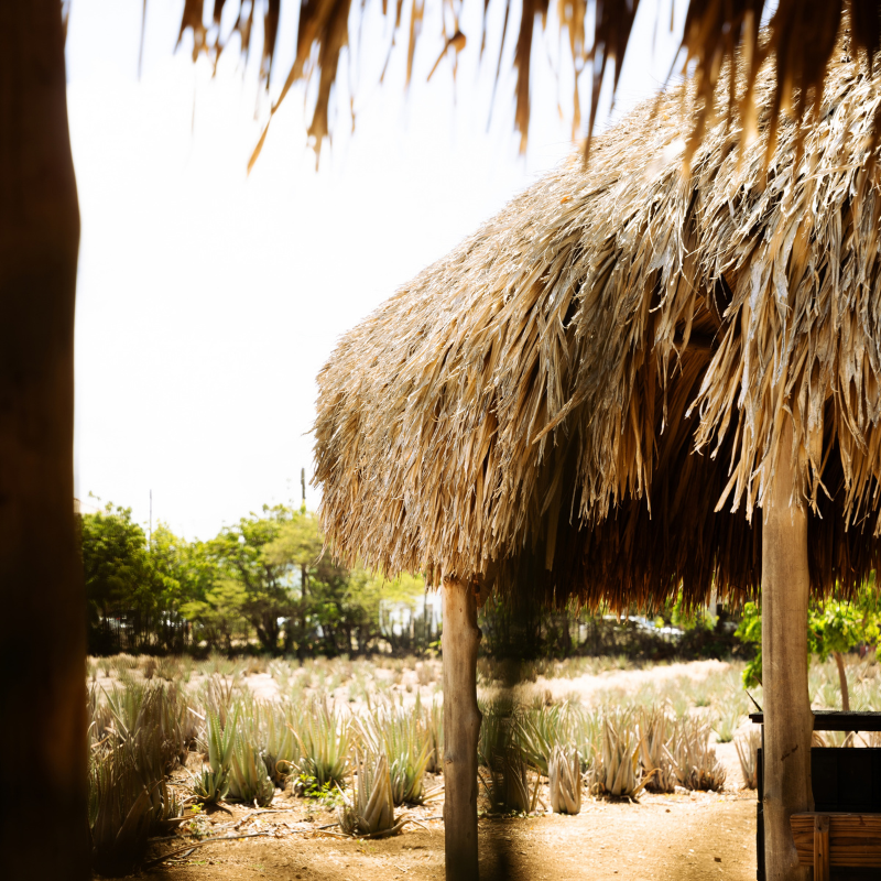 Free Curaloe Aloe Experience