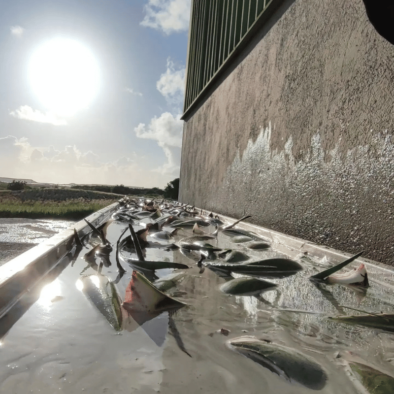 Curaloe Aloe Vera Farm & Factory Tour