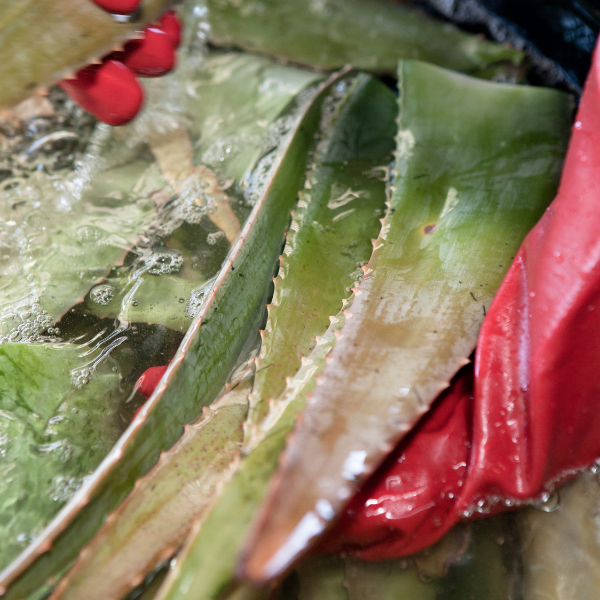 Aloe Vera: Nature's Ally to Health and Healing by Piet Viljoen